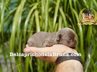 Tiara, chihuahua hembra de color lilac con blanco en el pecho 